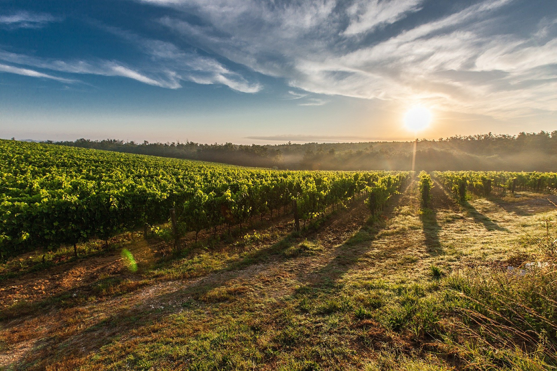 vineyard-ge65c5385a_1920.jpg