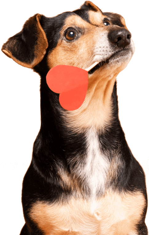 02 - Mascotas Increíbles.png