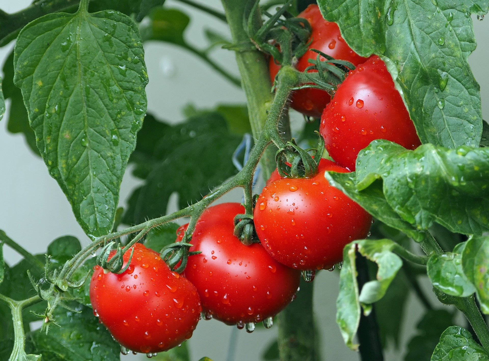 tomatoes-g400b29bd1_1920.jpg