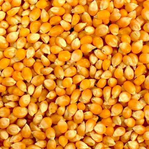 yellow corn human comsumption.jpg