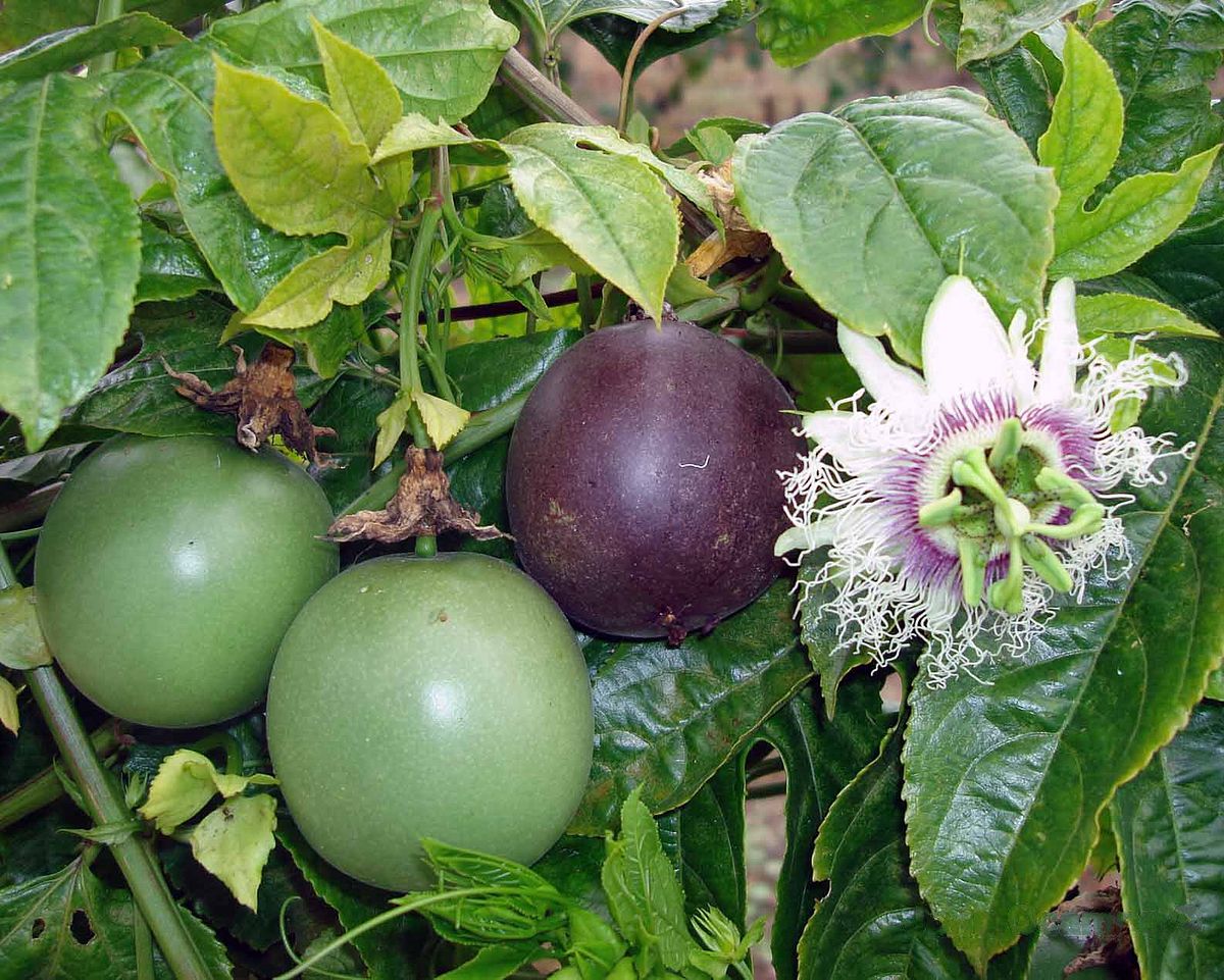 1200px-Passiflora_edulis_f._edulis_Sims.jpg