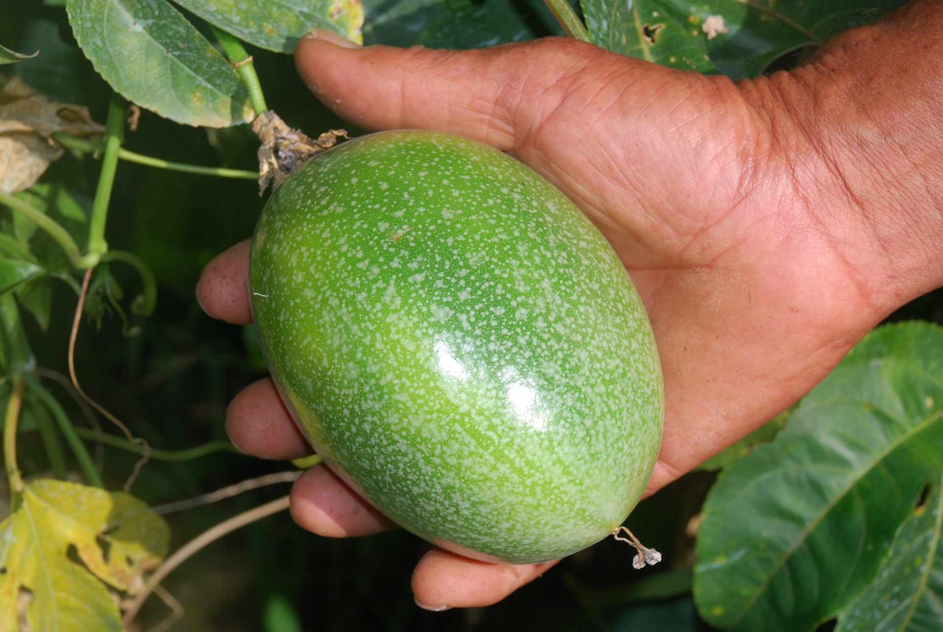 passion-fruit-g7a8321c34_1920.jpg
