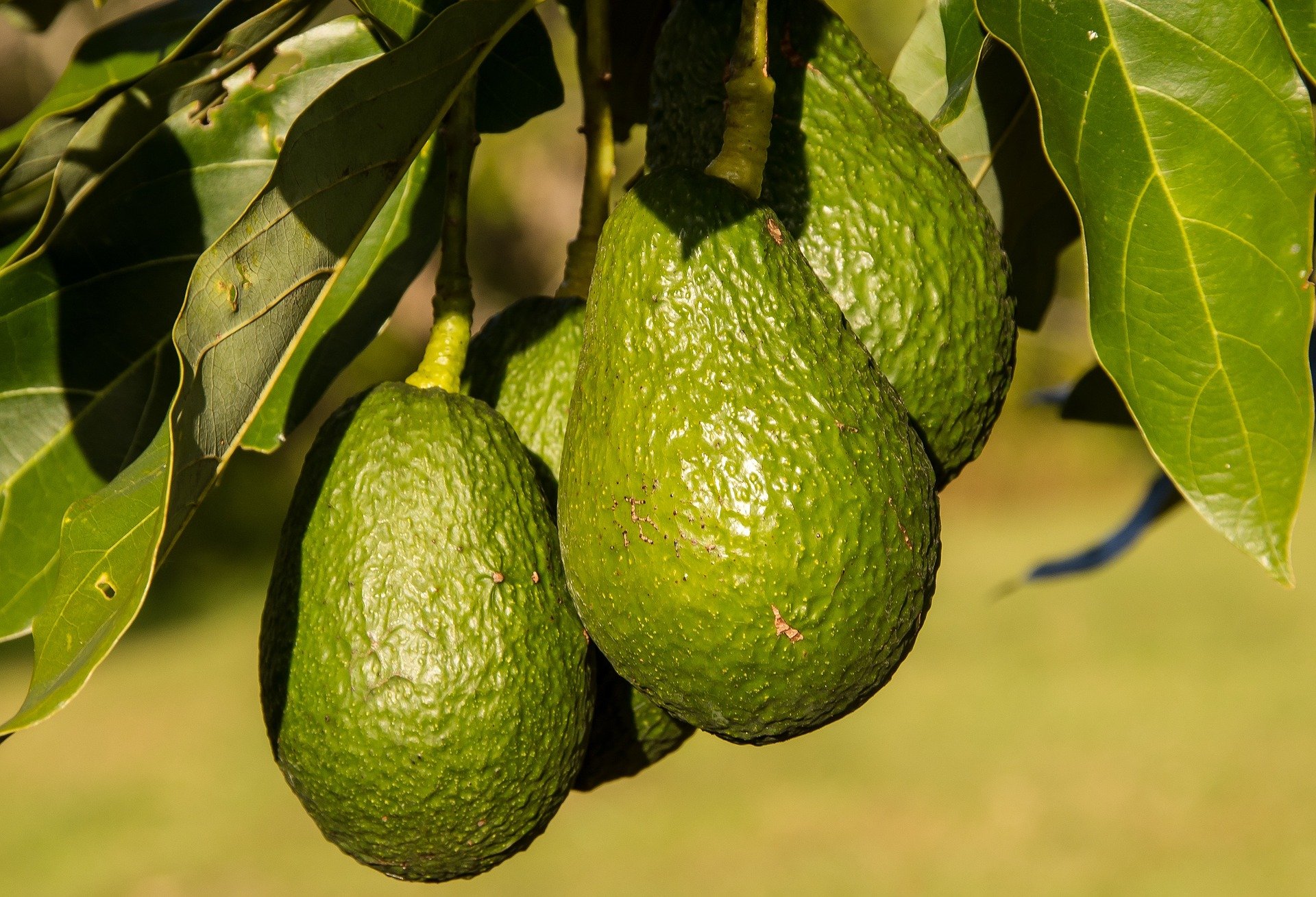avocados-gefc73c75c_1920.jpg