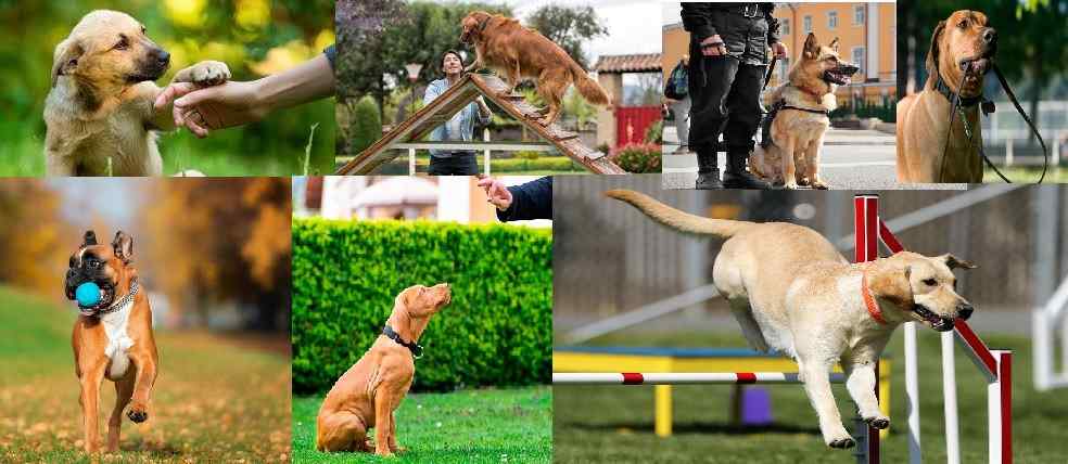 perritos.jpg