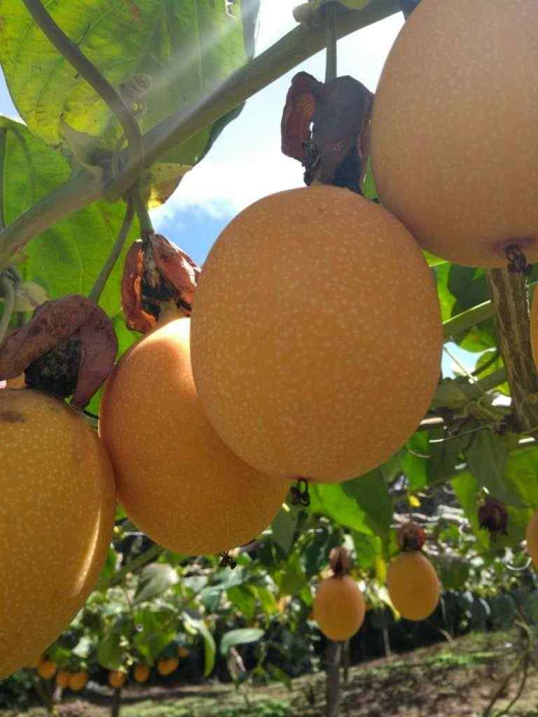 Granadilla.jpg