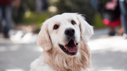 Servicios para mascotas - imagen 6.png