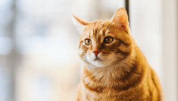 Servicios para mascotas - imagen 7.png