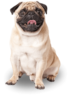 19 - Mascotas Increíbles.png