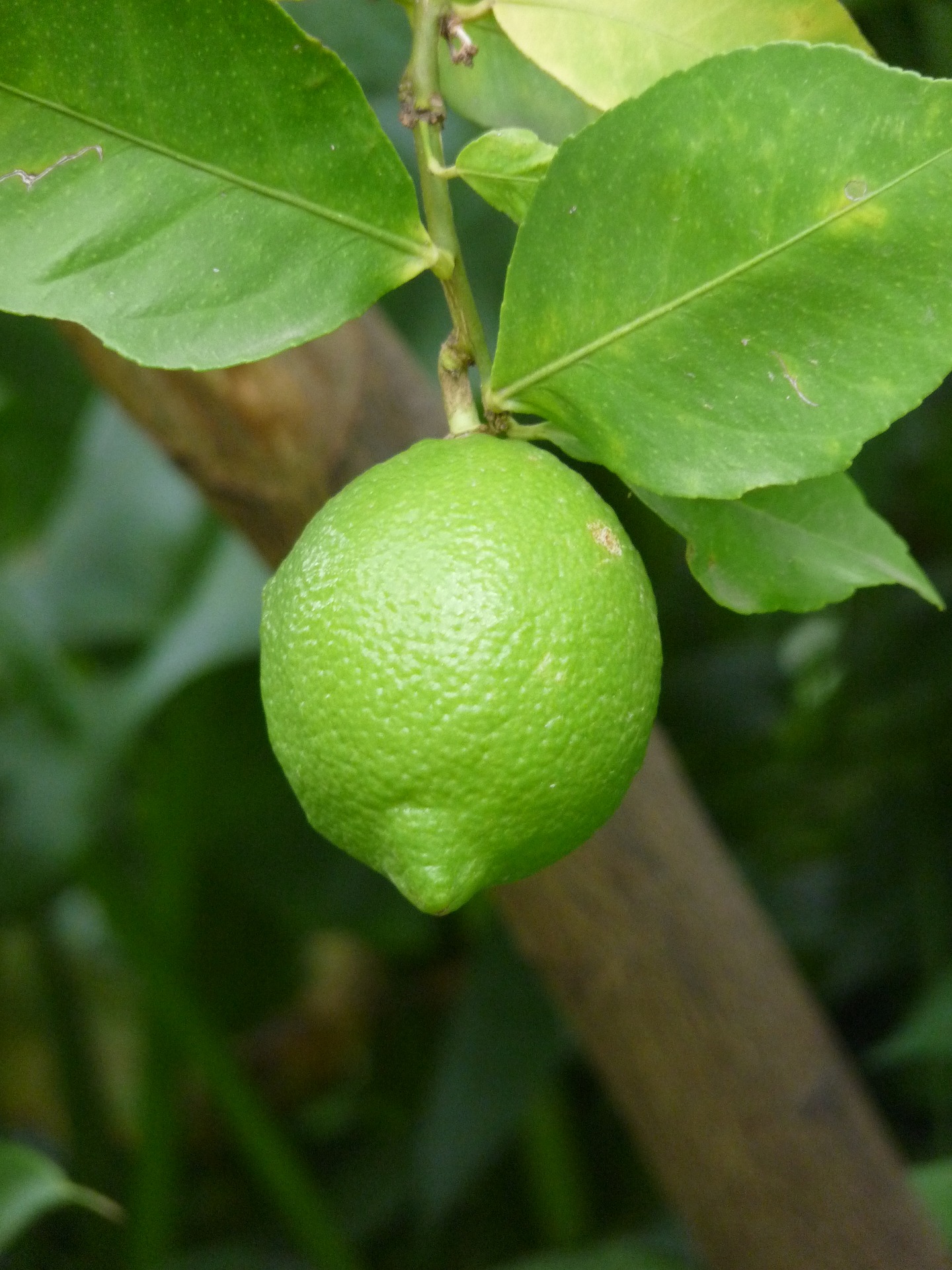 limone-gf690a1484_1920.jpg